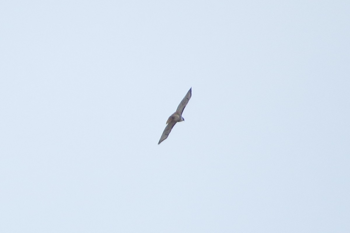 Red-tailed Hawk - ML186486021