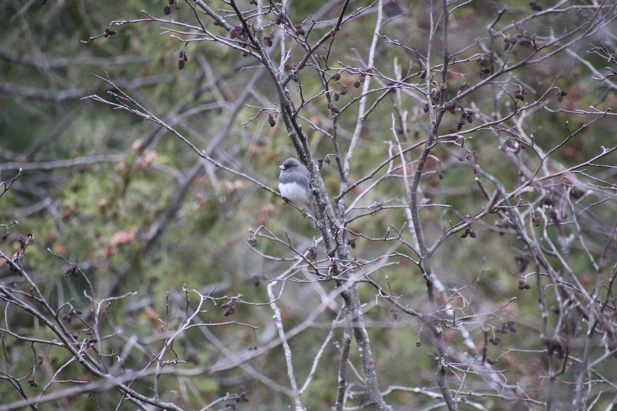 Dark-eyed Junco (Slate-colored) - ML186487651