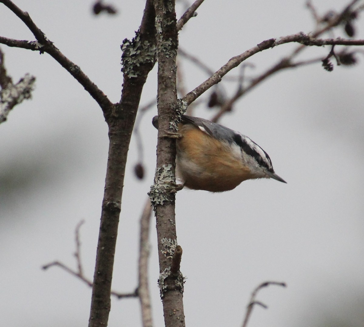 Red-breasted Nuthatch - ML186487671