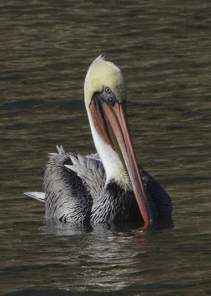 pelikán hnědý - ML186488511