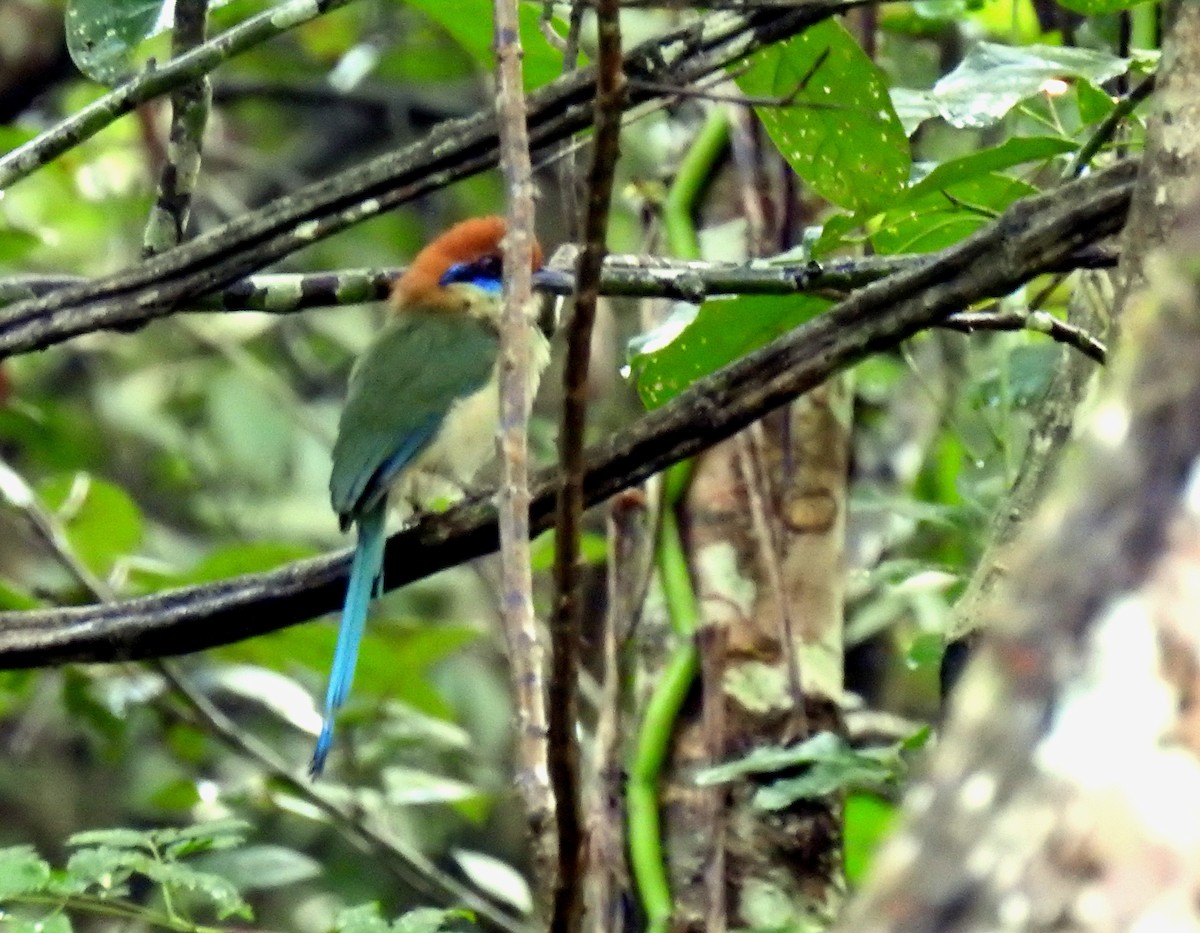 Motmot à tête rousse - ML186490391