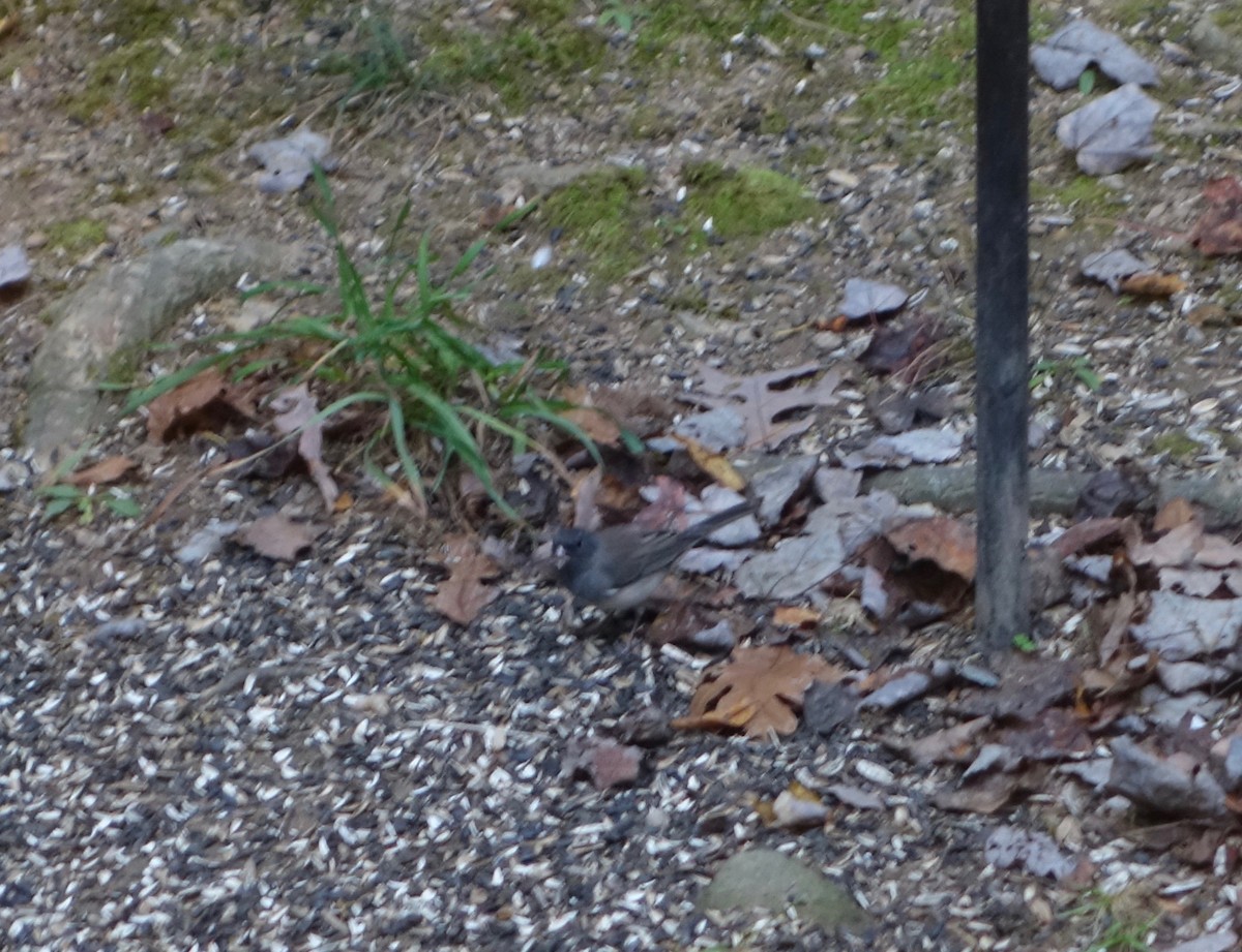 Dark-eyed Junco (Slate-colored) - ML186494701