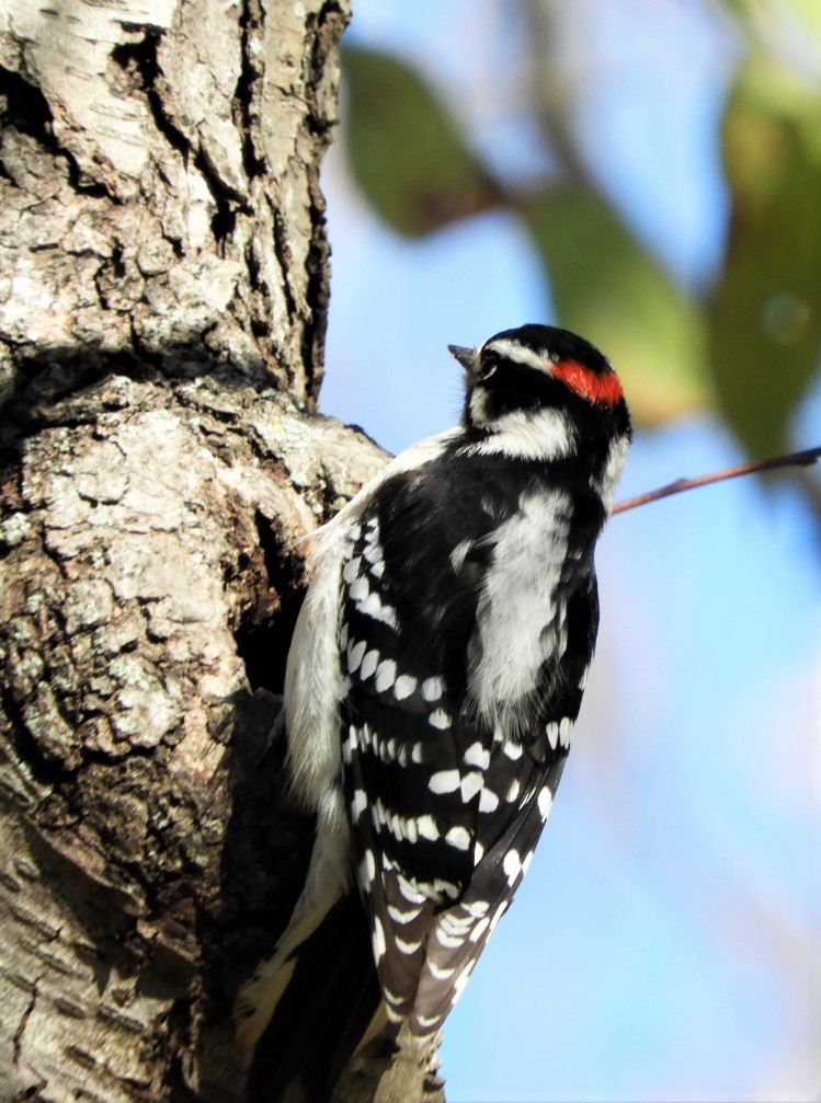 Downy Woodpecker - ML186496721