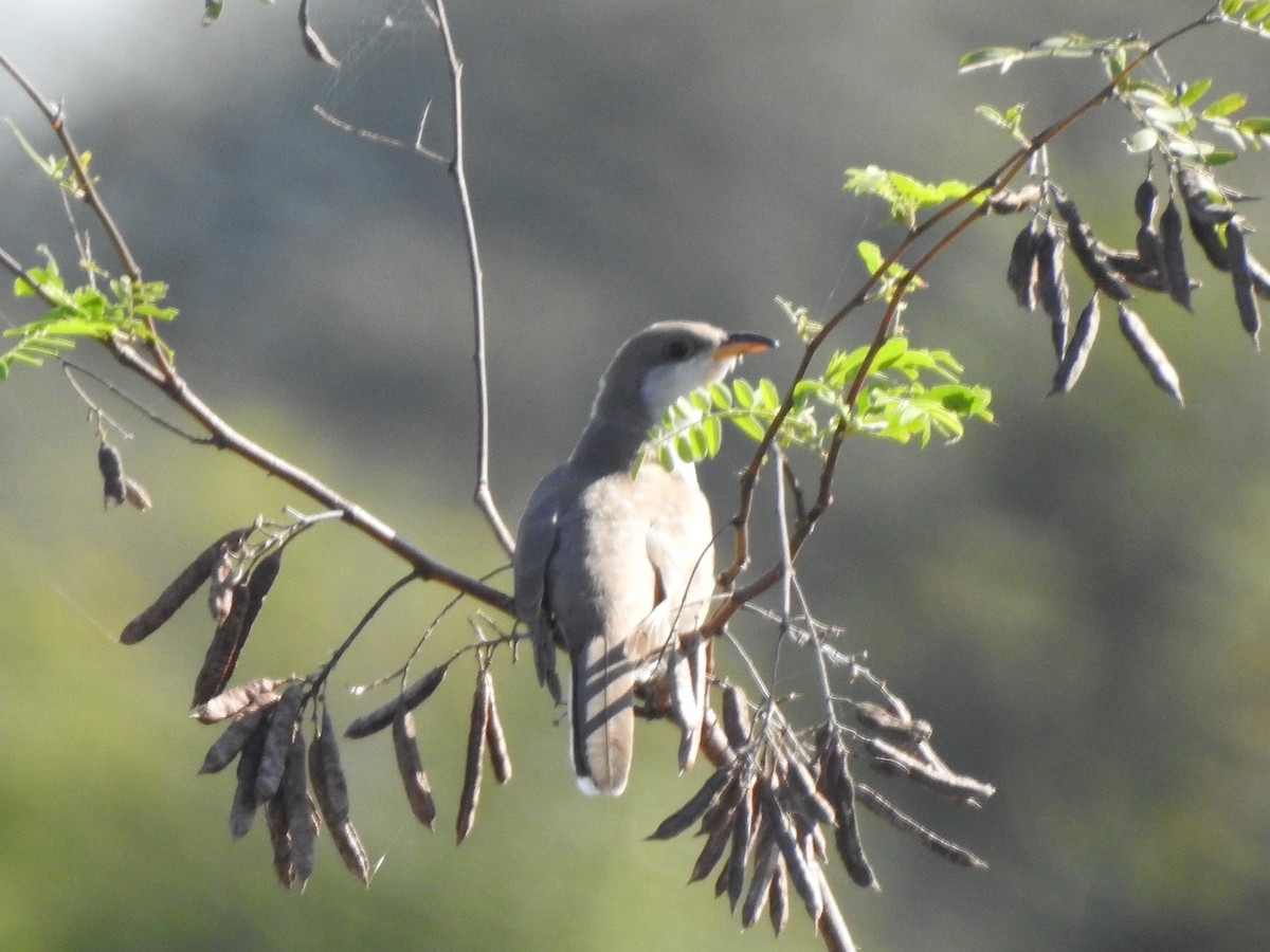 Yellow-billed Cuckoo - ML186497431