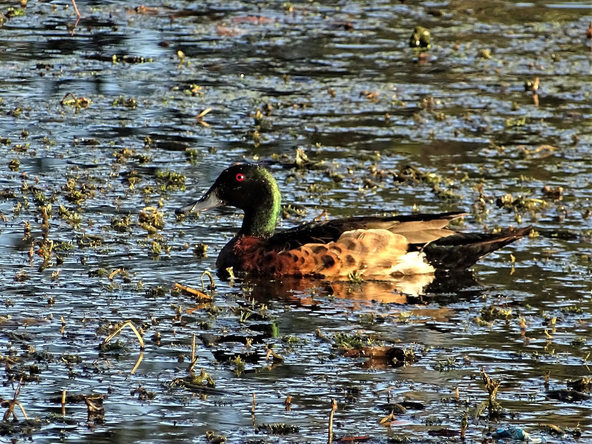 Chestnut Teal - ML186497541