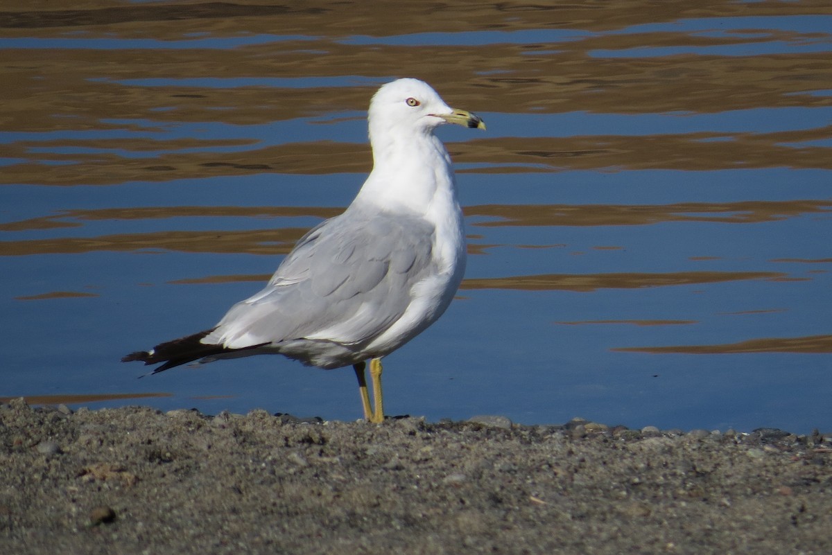 Ring-billed Gull - ML186497661