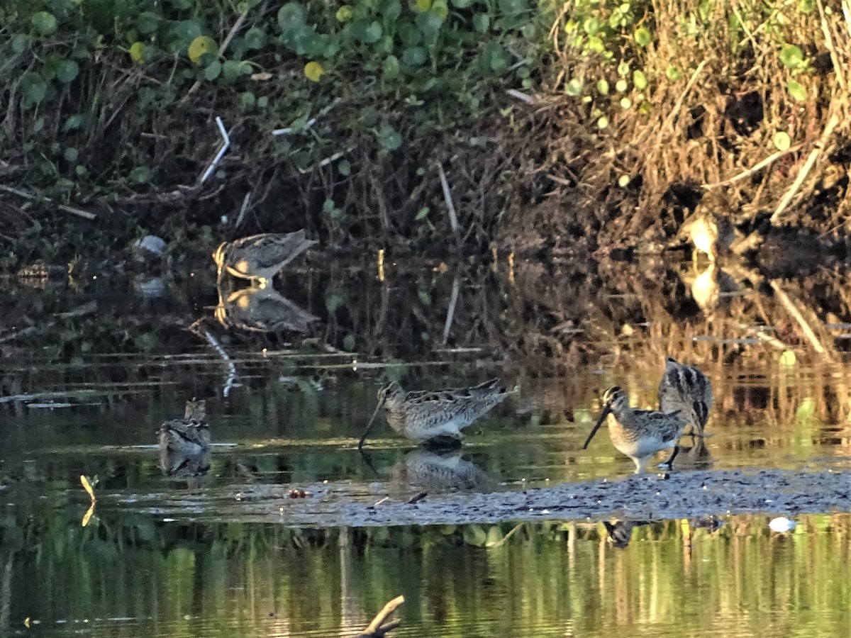 Latham's Snipe - ML186497671