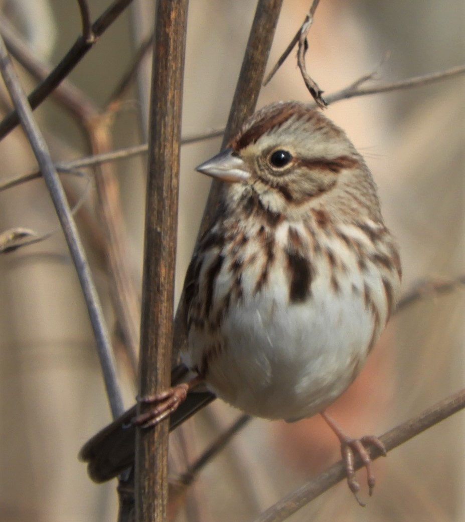 Song Sparrow - Paul McKenzie