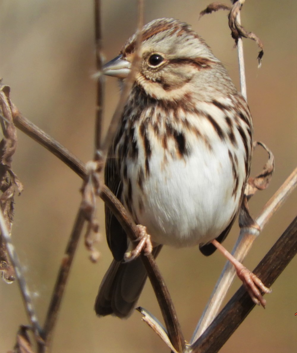 Song Sparrow - Paul McKenzie