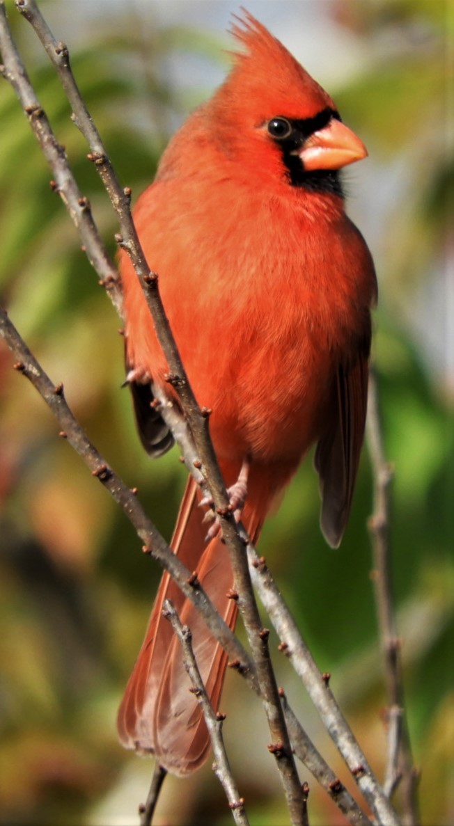 Northern Cardinal - ML186499041