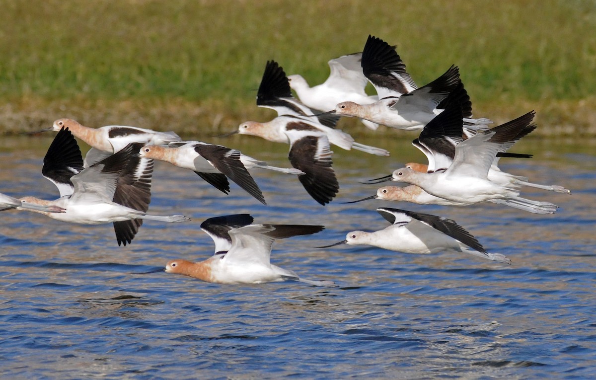 Avocette d'Amérique - ML186499201