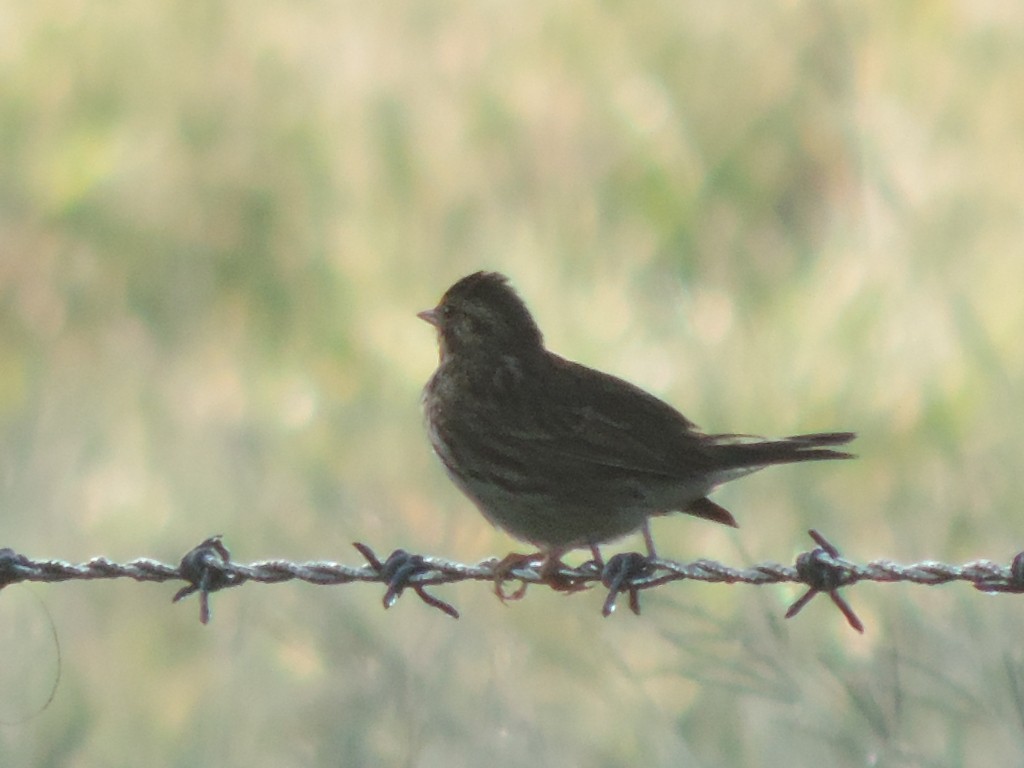 Savannah Sparrow - Agustín Gomez Tuxtla Birding-Club