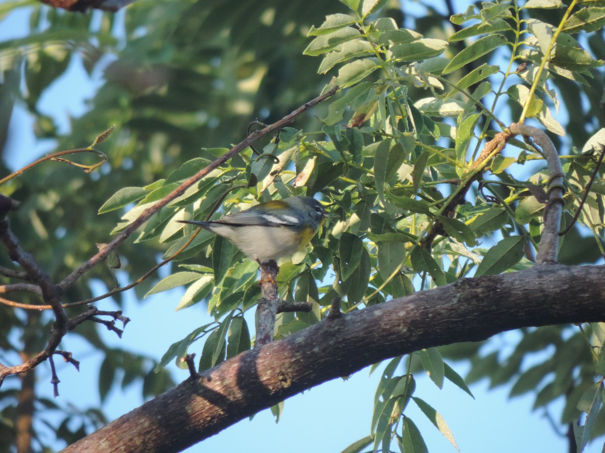 Northern Parula - Agustín Gomez Tuxtla Birding-Club