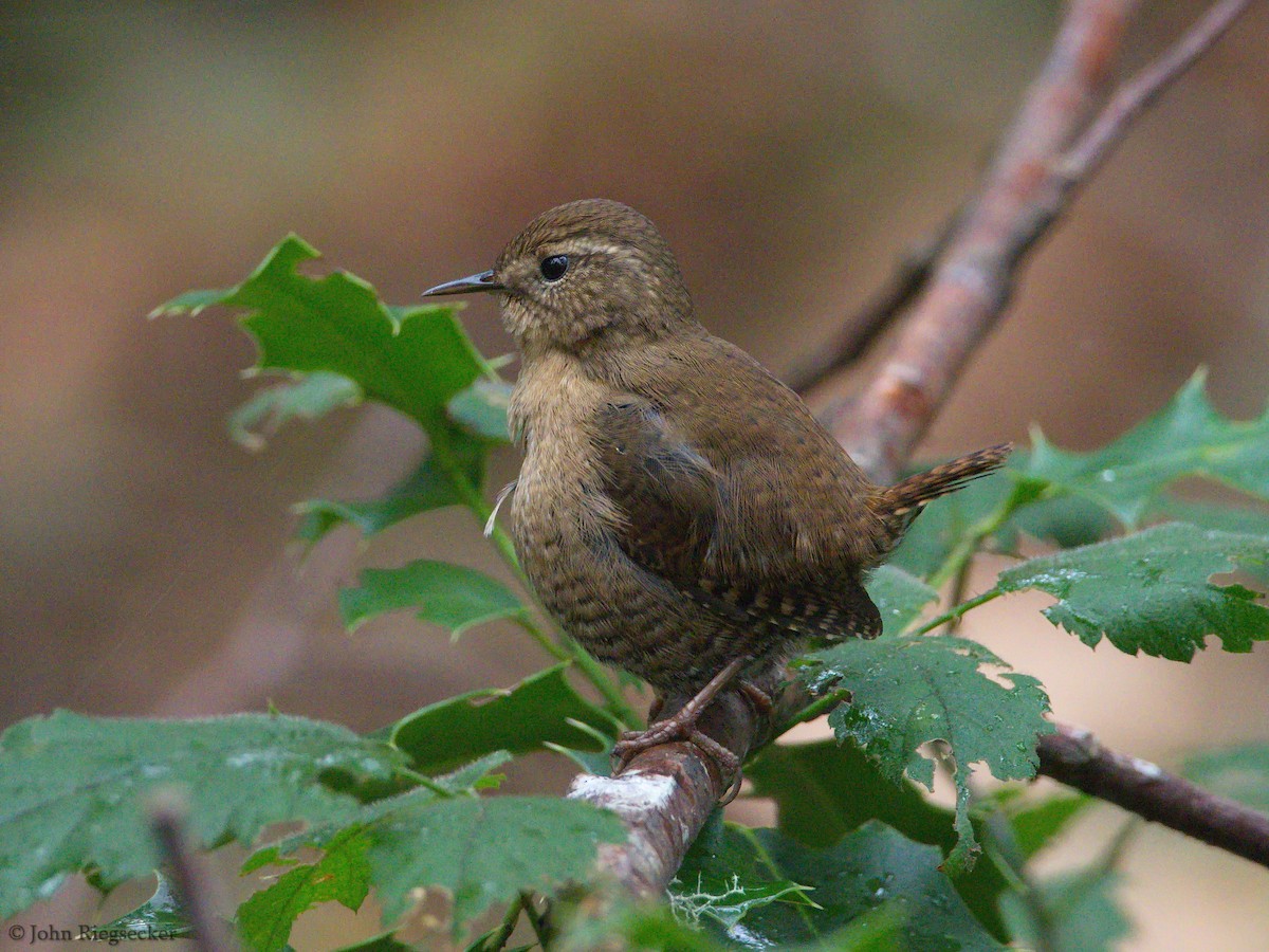 Pacific Wren - ML186500561