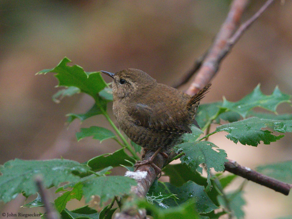 Pacific Wren - ML186500791