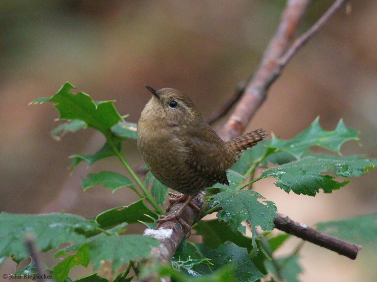 Pacific Wren - ML186500951