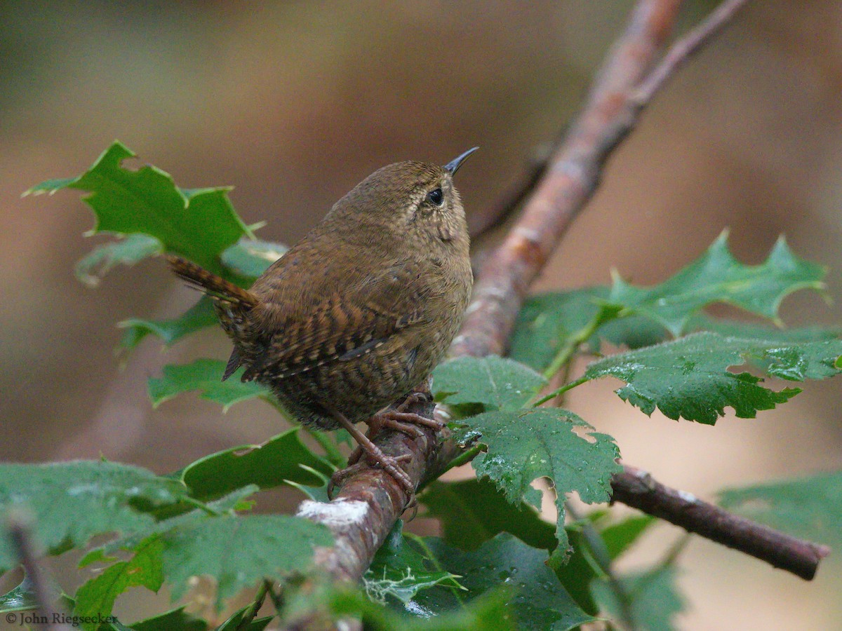 Pacific Wren - ML186501201