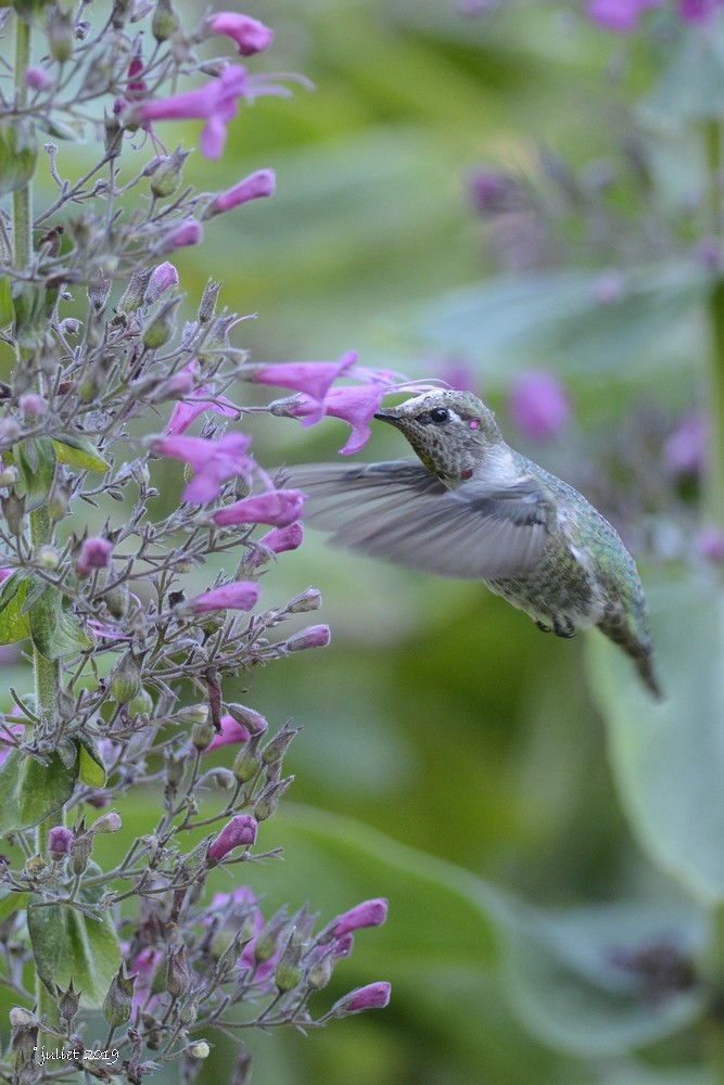 Anna's Hummingbird - Julie Tremblay (Pointe-Claire)
