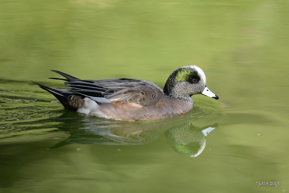 American Wigeon - ML186501621