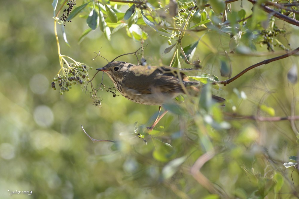 Hermit Thrush - ML186501831