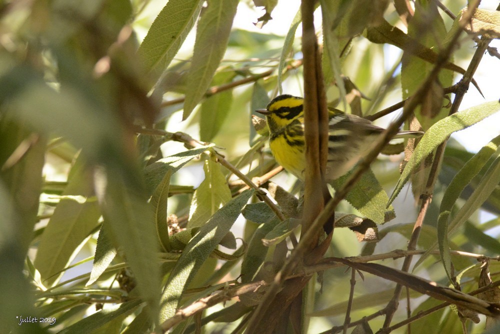 Townsend's Warbler - ML186502101