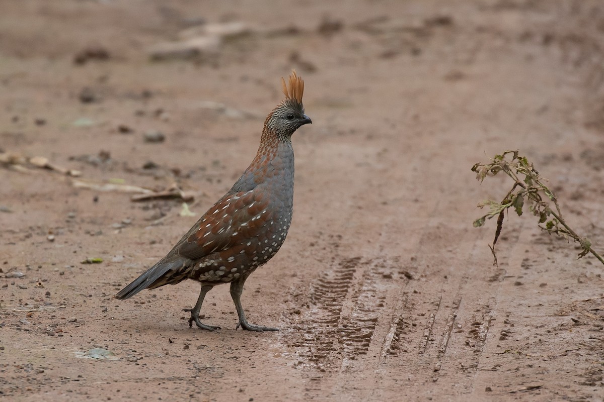 Elegant Quail - Simon Best