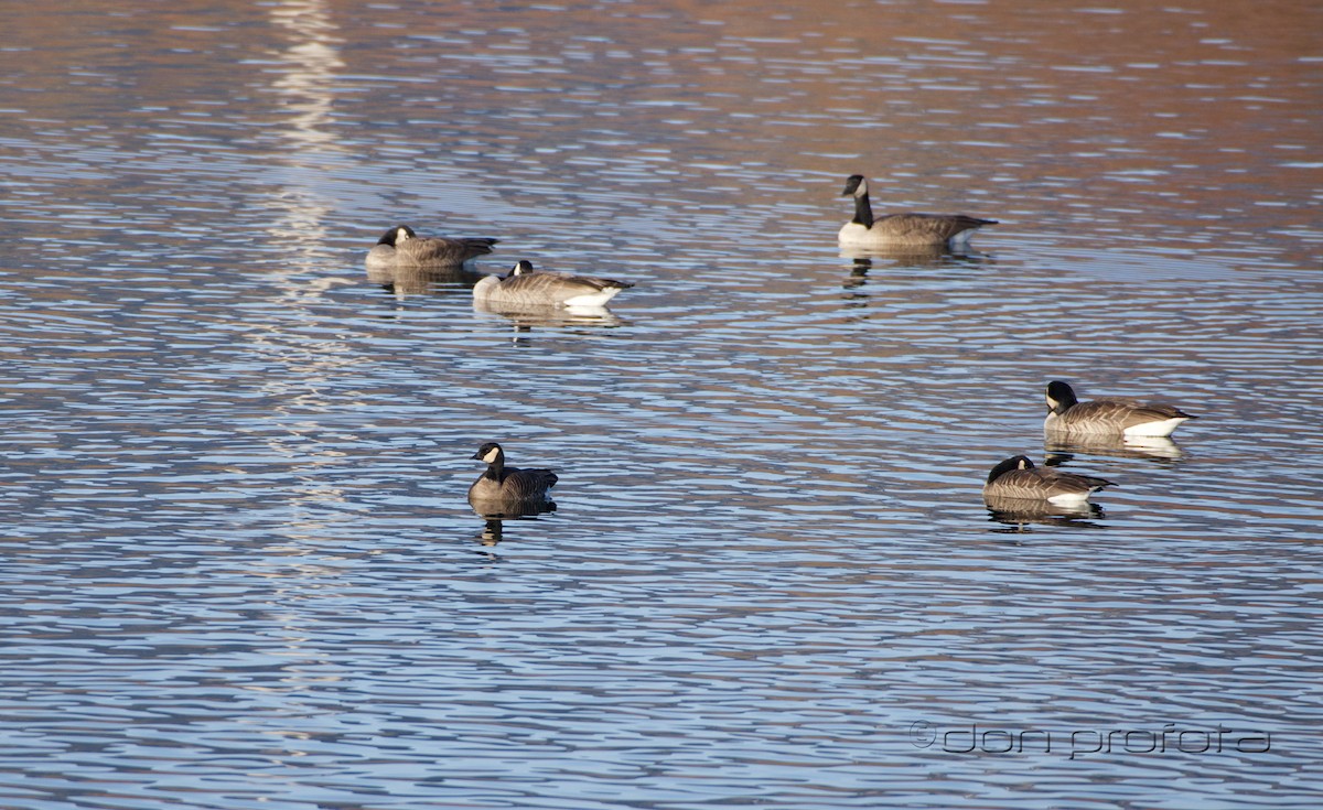 Cackling Goose - Don Profota