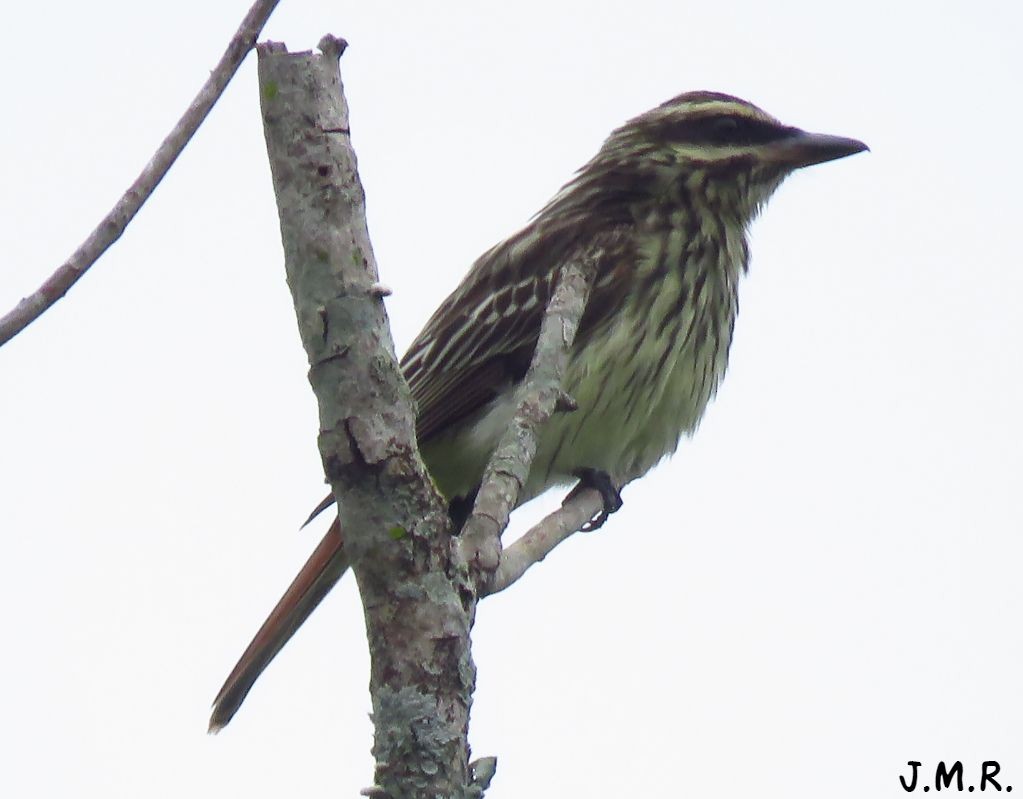 Streaked Flycatcher - ML186505081