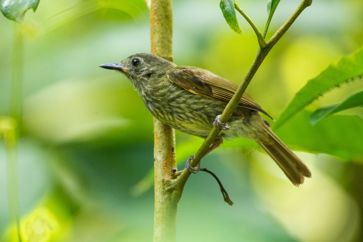 Olive-striped Flycatcher - ML186505881