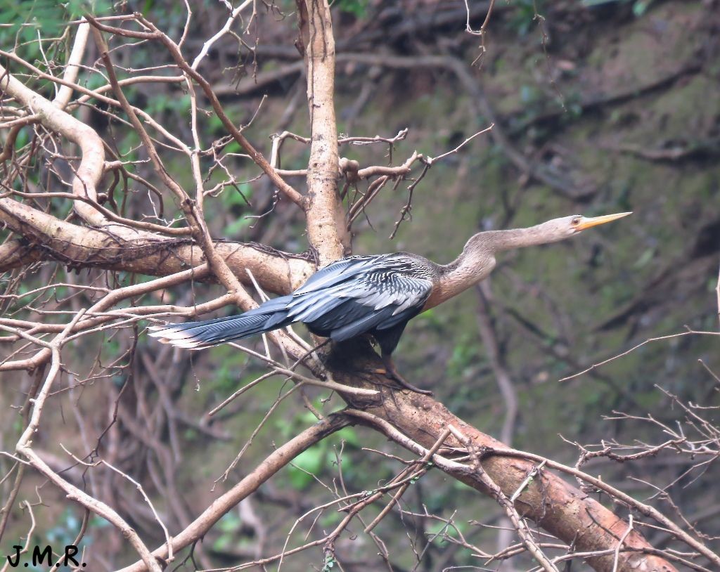 Anhinga Americana - ML186506211