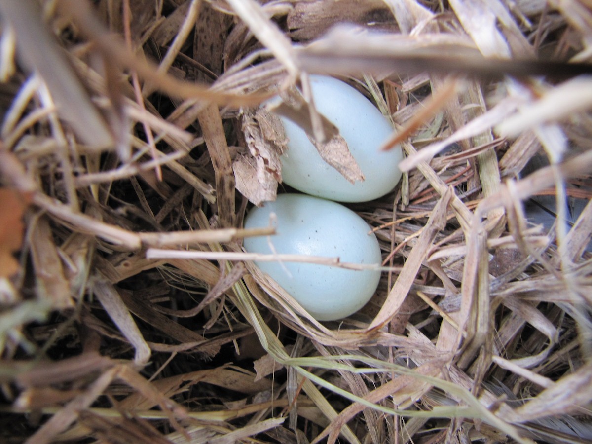 European Starling - Steven Joyner
