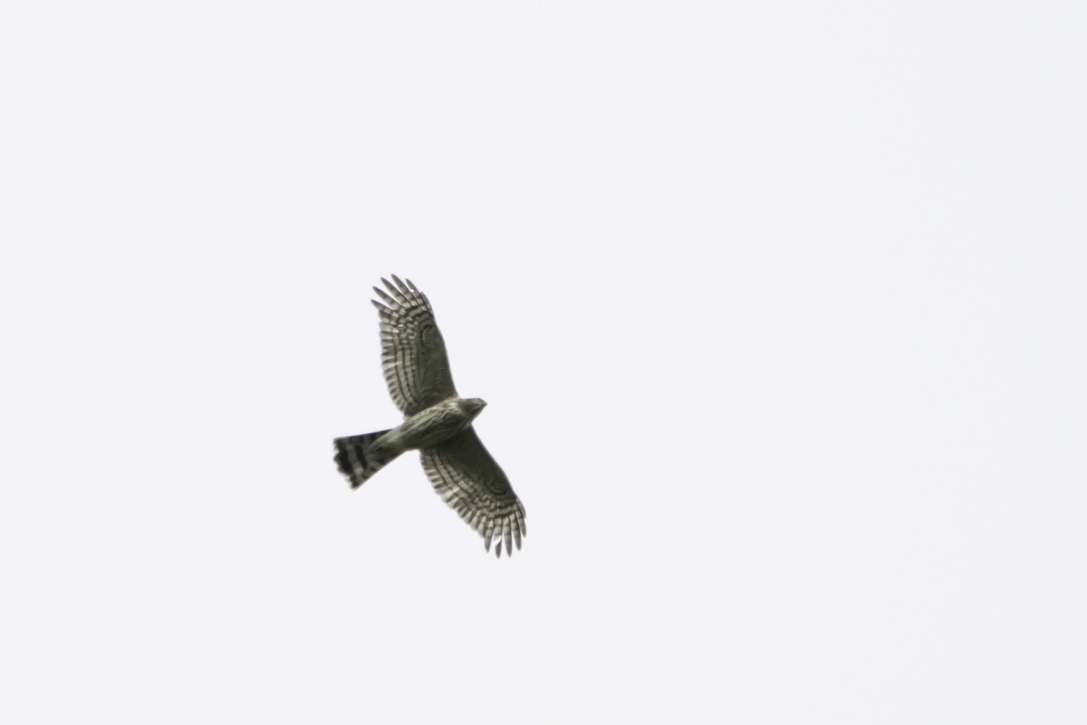 Sharp-shinned Hawk - ML186507361