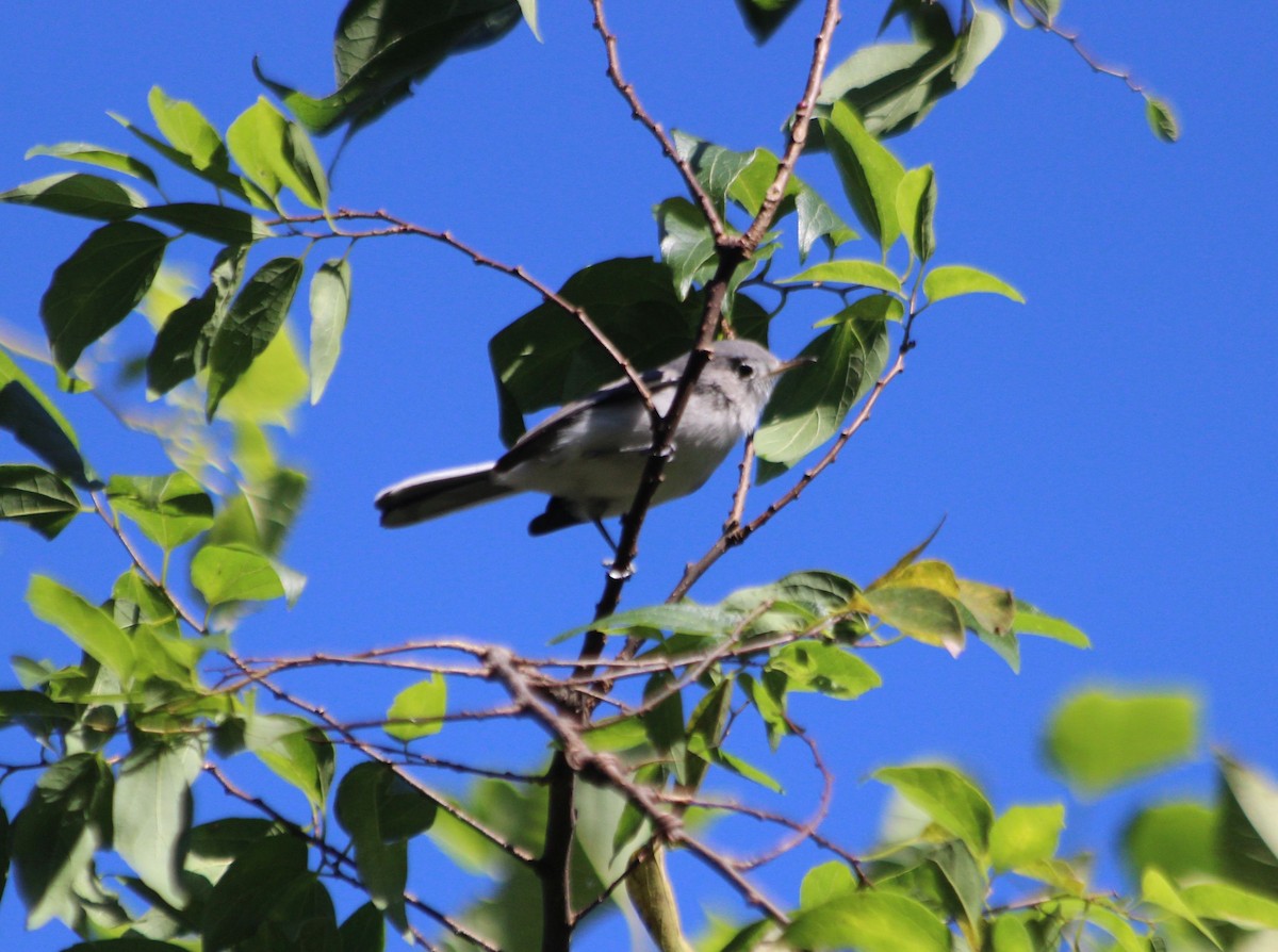 Blue-gray Gnatcatcher - ML186508211