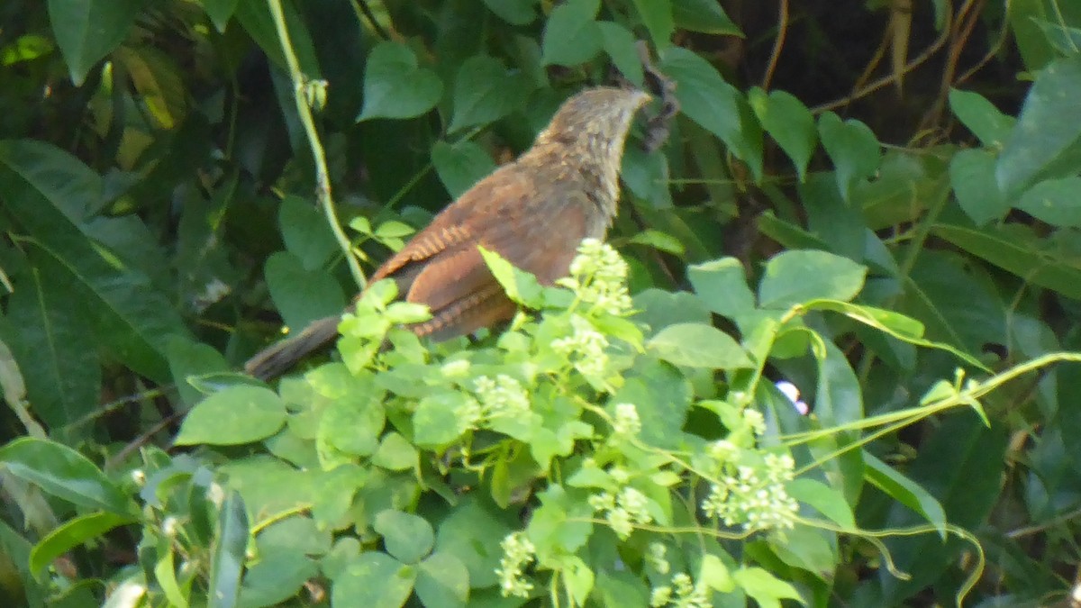 Philippine Coucal - ML186512731