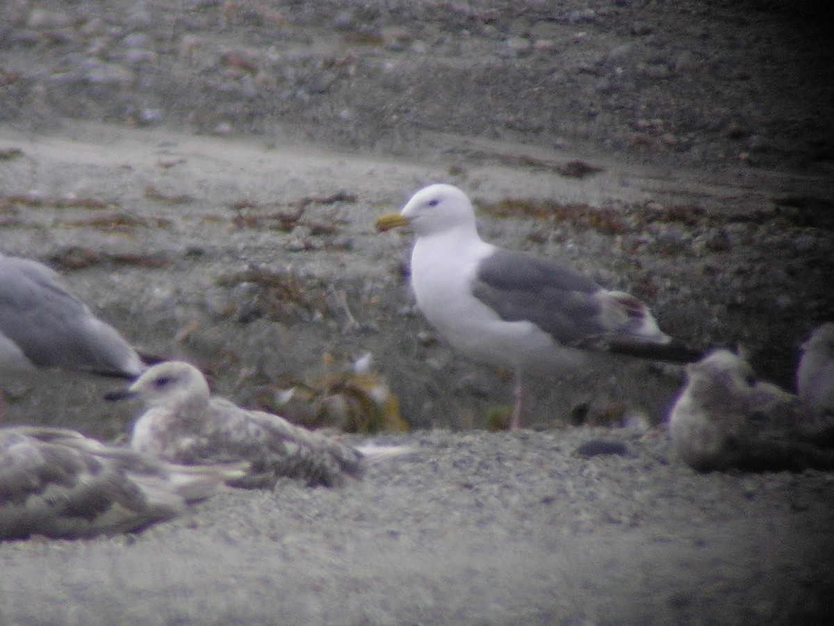 Western x Glaucous-winged Gull (hybrid) - Paul Suchanek