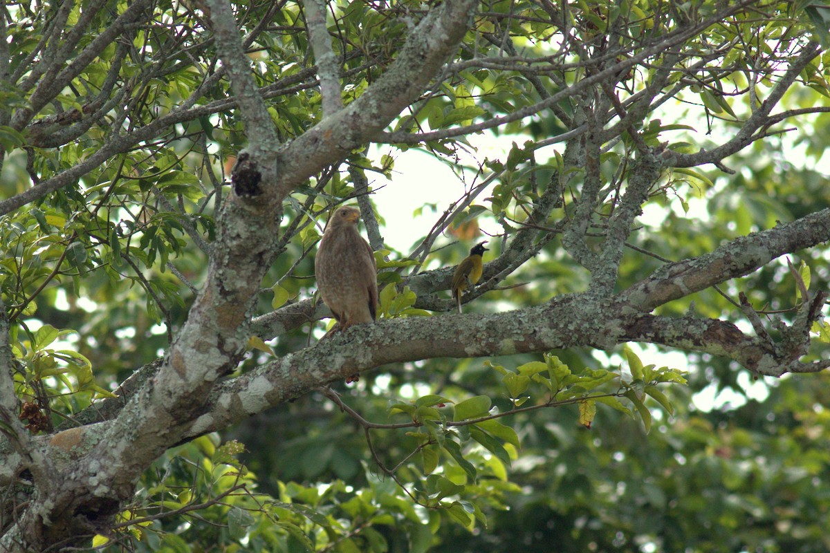Rufous-winged Buzzard - ML186518441