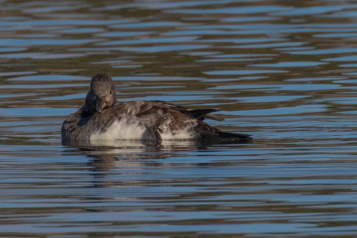 Hooded Merganser - ML186518481