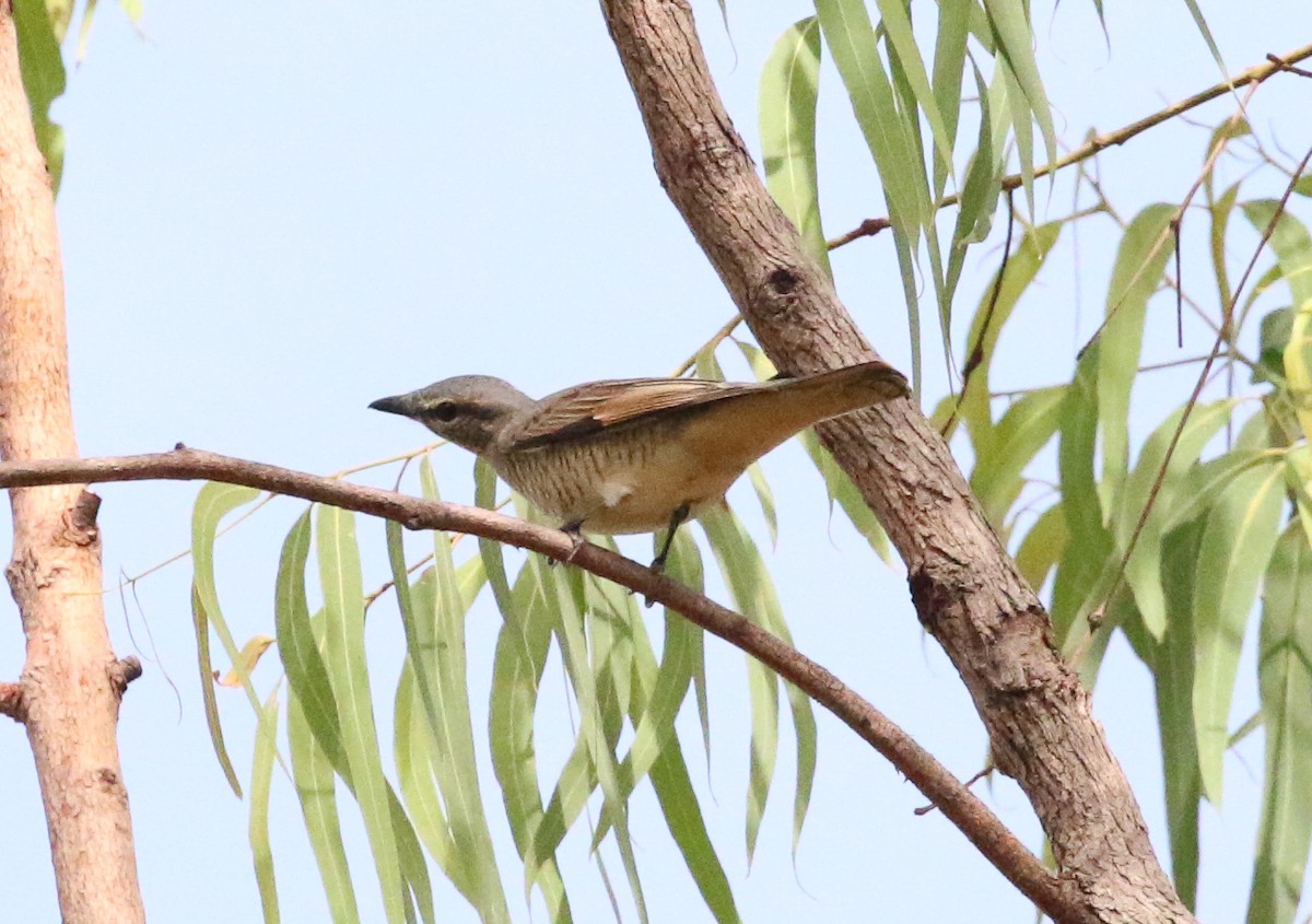 Common Cicadabird - ML186518691