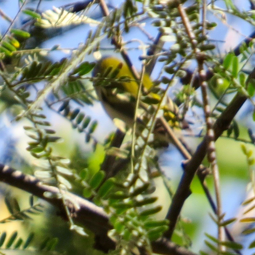 Chestnut-sided Warbler - ML186518751