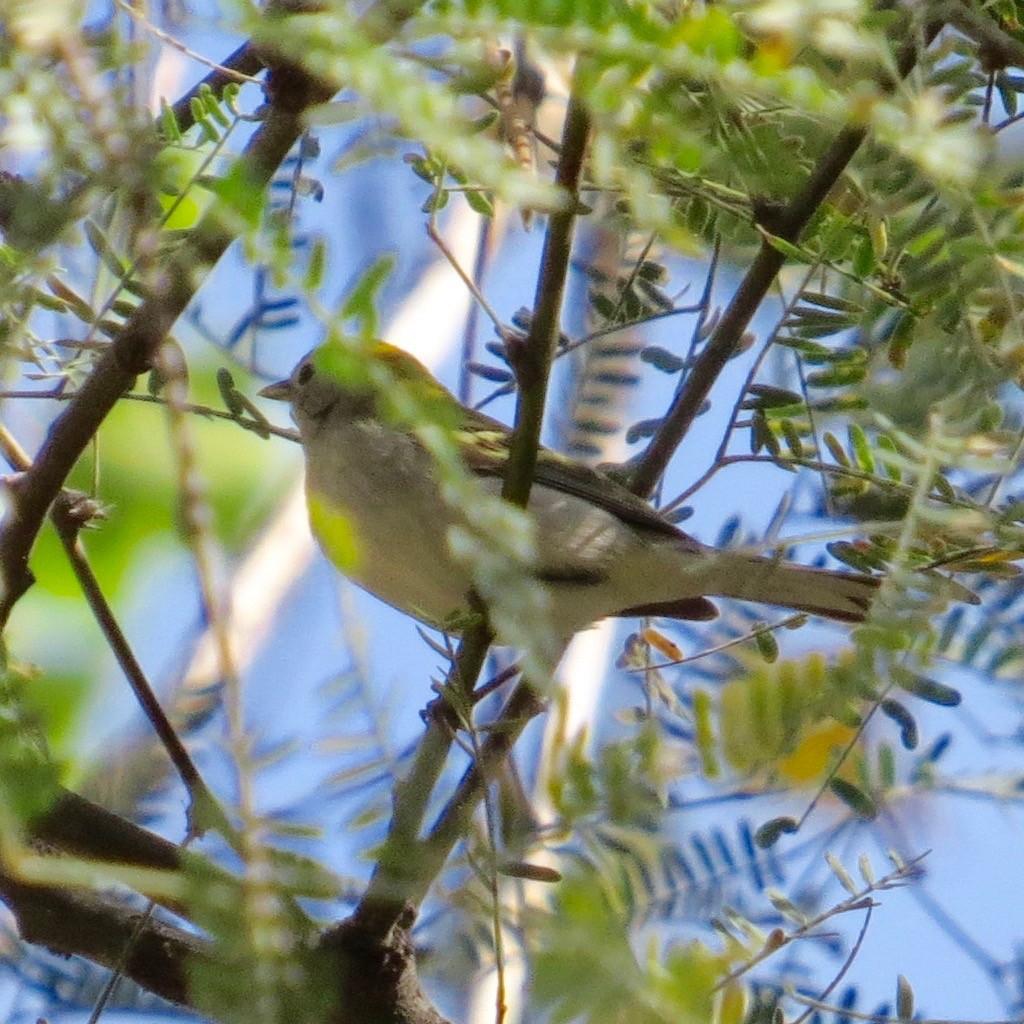 Chestnut-sided Warbler - ML186518761