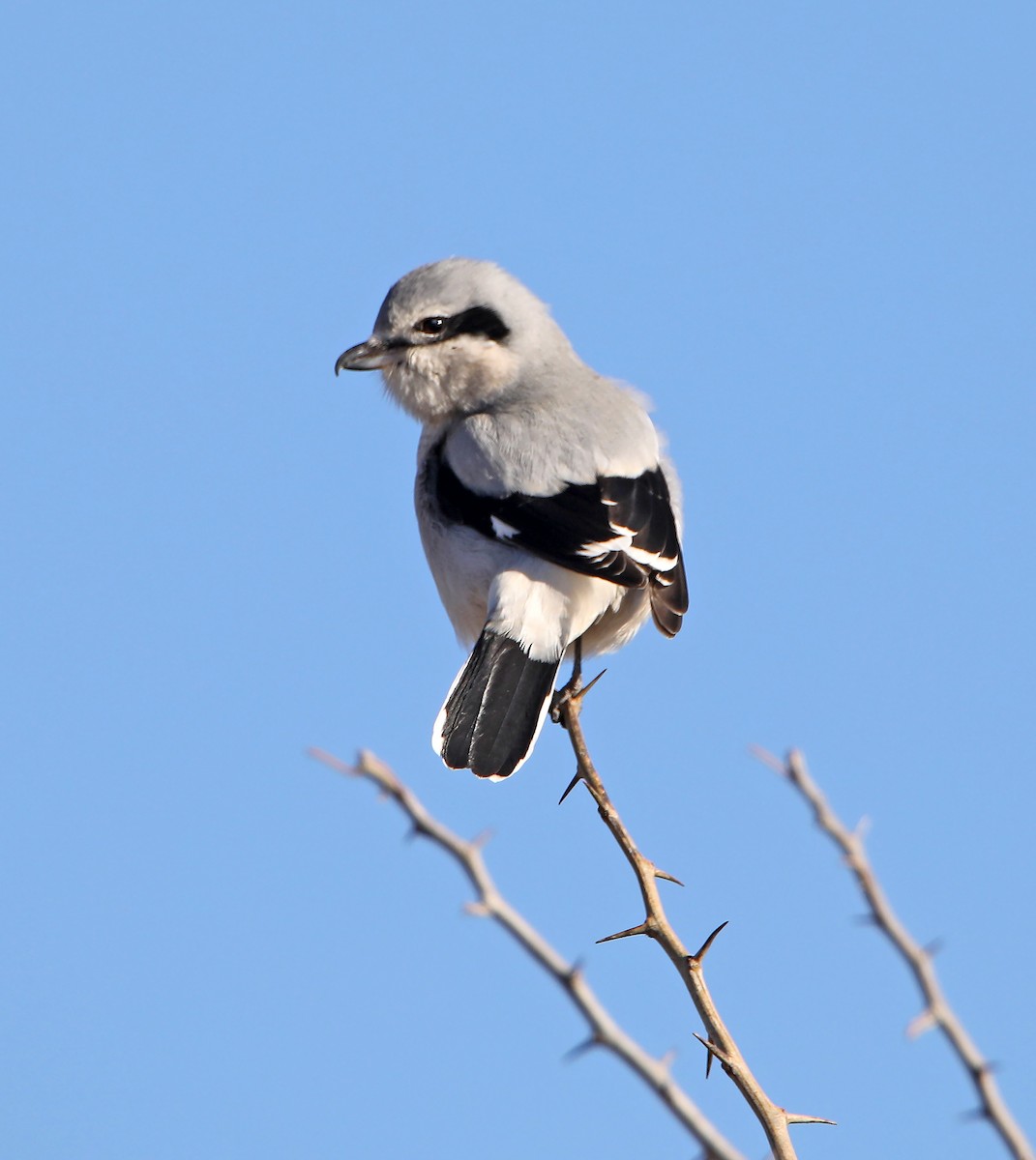 Northern Shrike - ML186520281