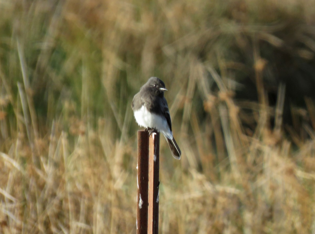 Black Phoebe - ML186521471