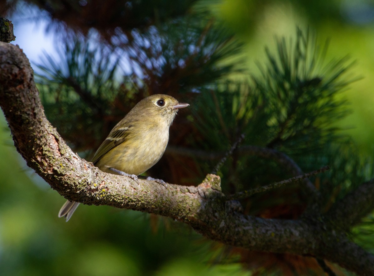 Hutton's Vireo - ML186523541