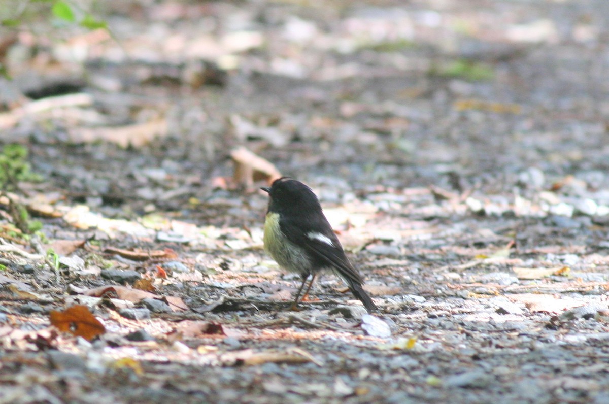 Tomtit (New Zealand) - george parker