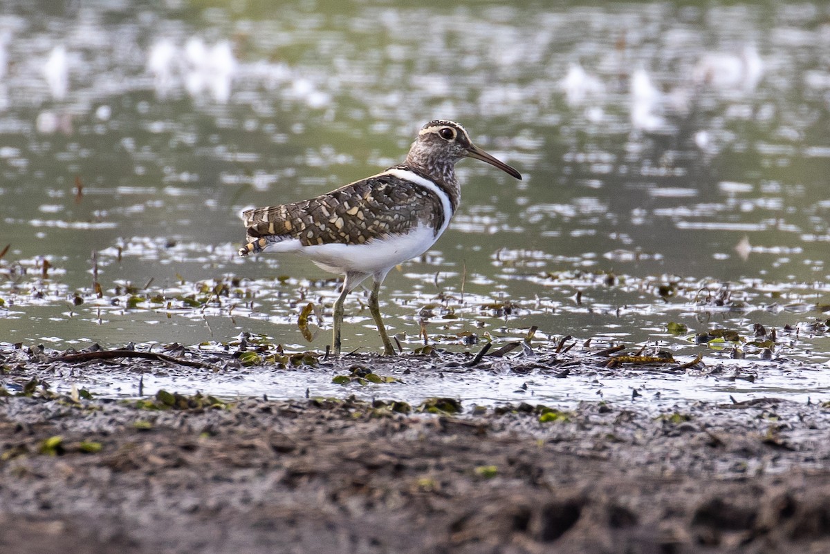 Australian Painted-Snipe - James Kennerley