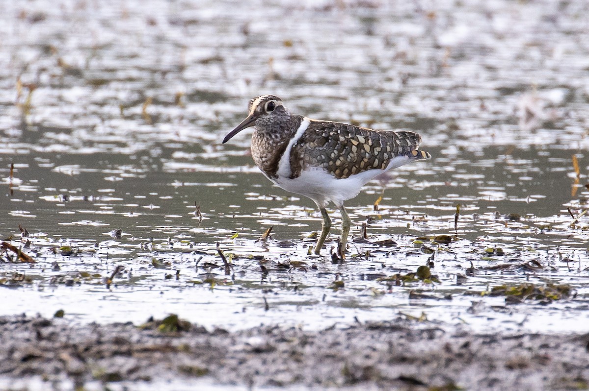 Australian Painted-Snipe - ML186526421