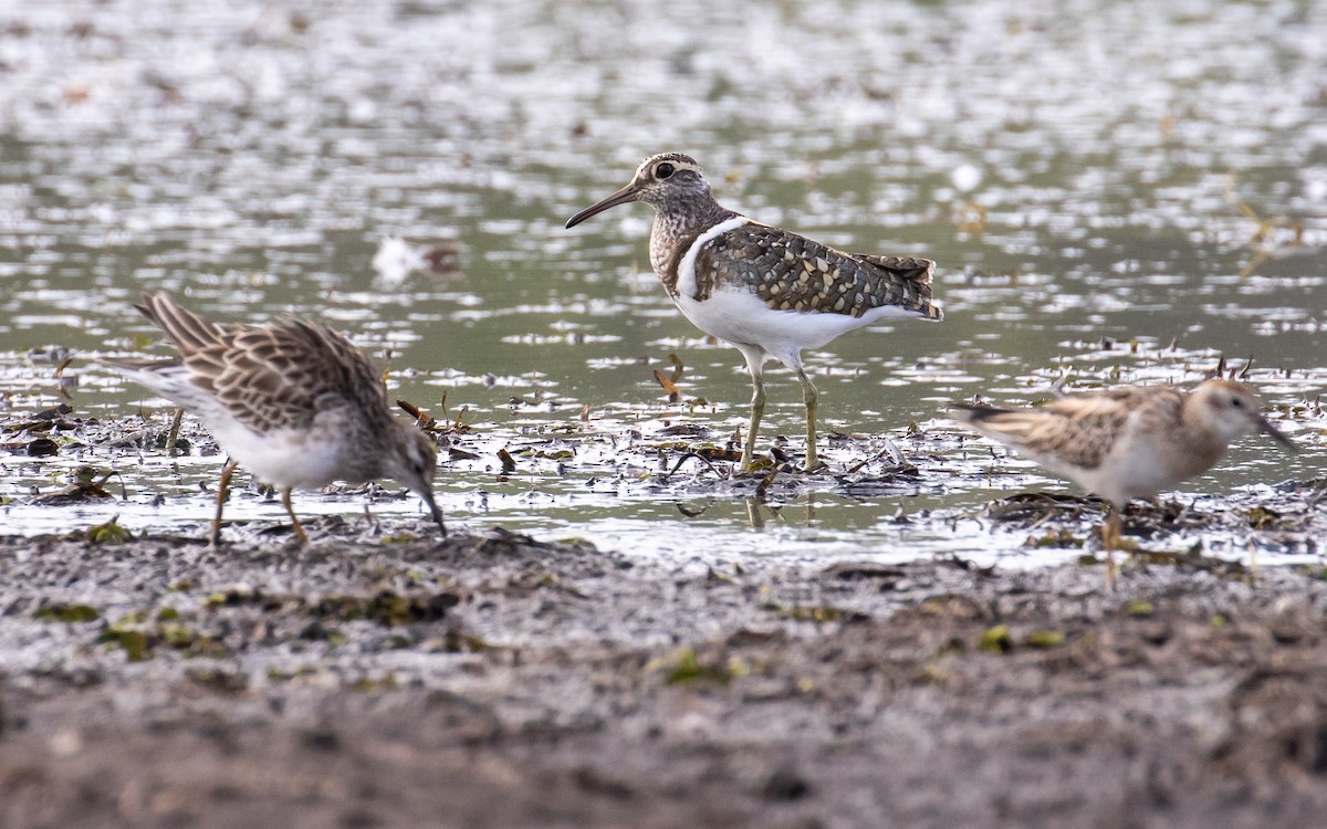 Australian Painted-Snipe - ML186526441