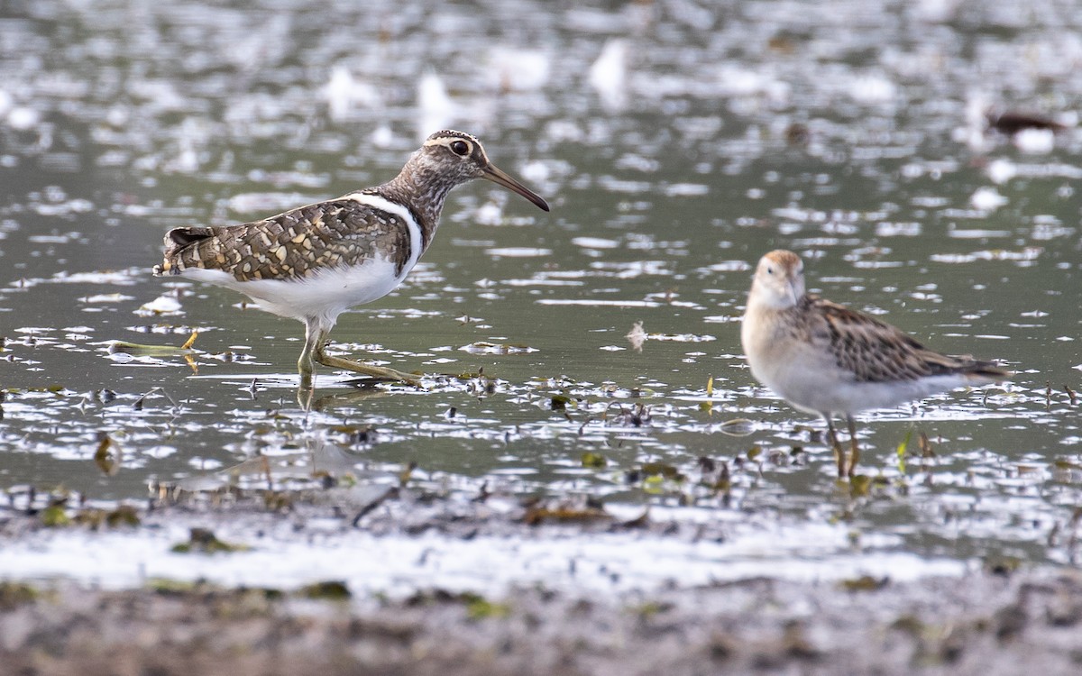 Australian Painted-Snipe - ML186526471