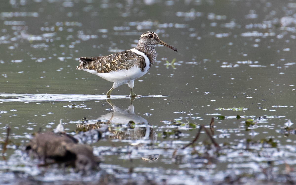 Australian Painted-Snipe - ML186526501