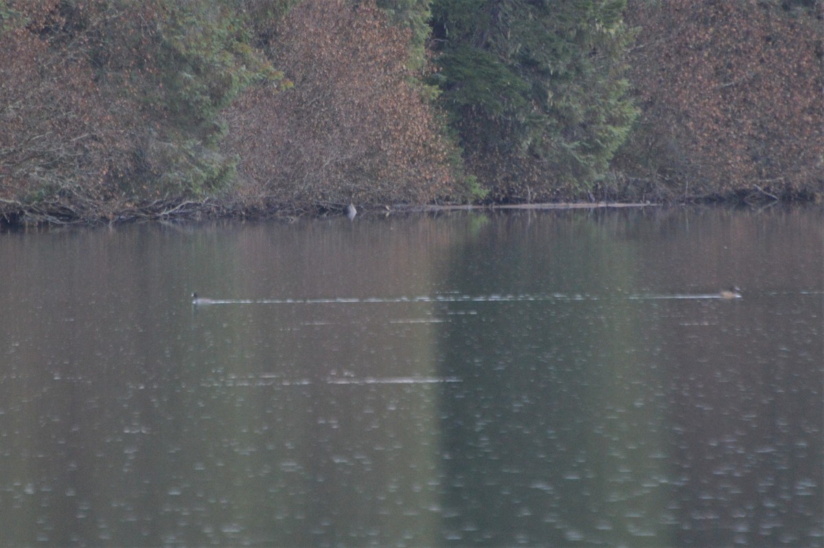 American Coot - Robin Collman